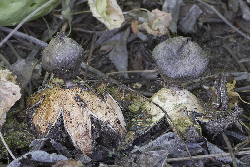 Geastrum coronatum